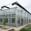 tomato agricultural glass greenhouse planting